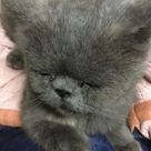 user_avatar