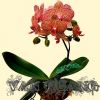 user_avatar