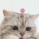user_avatar